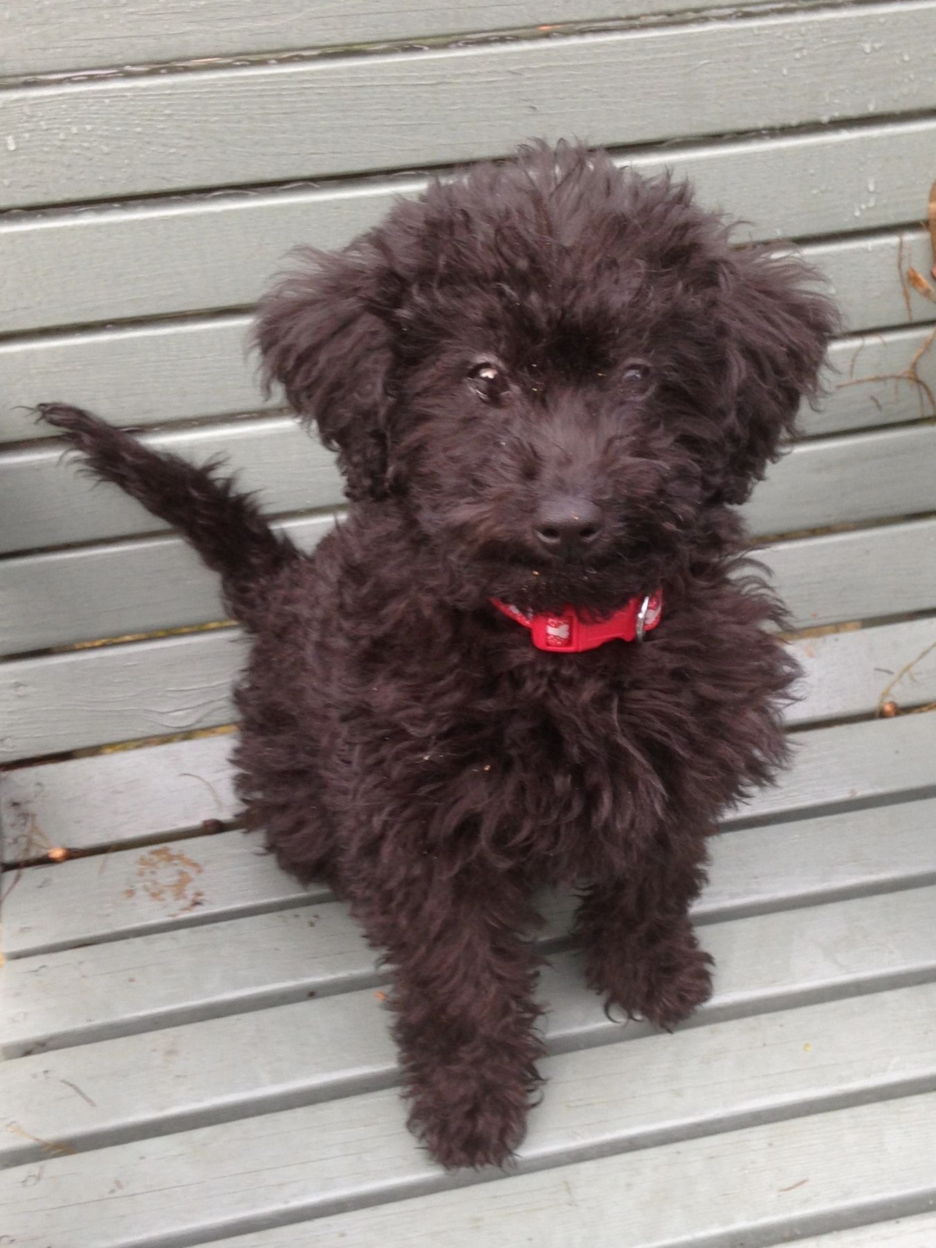 Precious Paws Pet Care Services